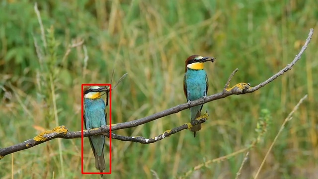 European Bee-eater